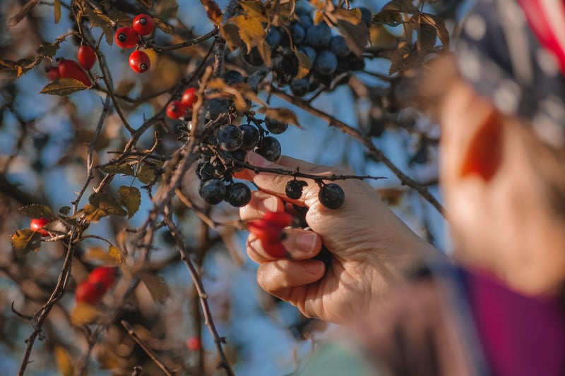 Fruit Picking